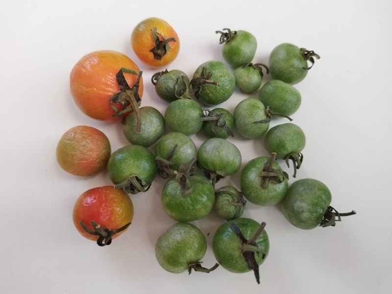 追熟に失敗したトマトのアップ。表面にツヤがなく青いまま固まったものと、オレンジ色に色づいたものの水分が抜けてシワが寄ってしまったトマト