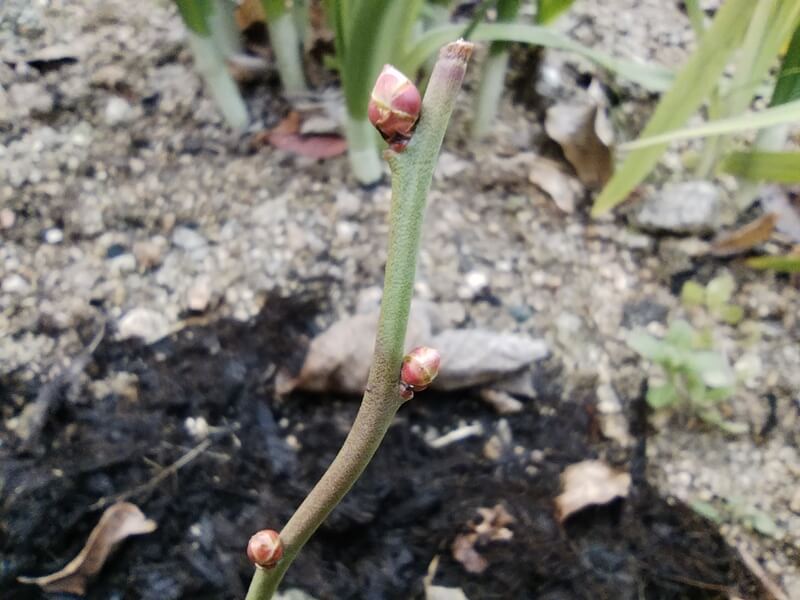 ブルーベリーの枝についた丸くふくらんだ花芽の拡大写真。つぼみがぷくっと膨らんでいる