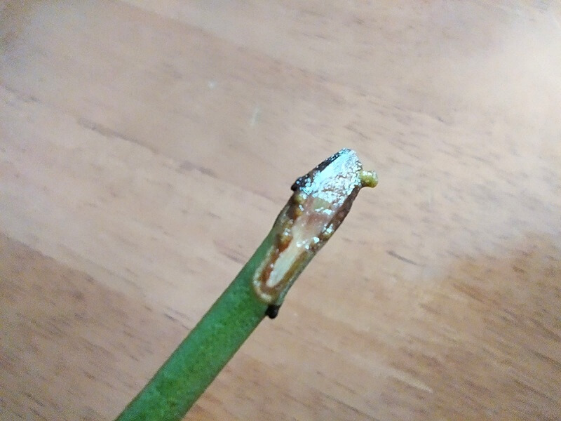 水挿し中のブルーベリーの枝にできたカルスの拡大写真。複数の丸い膨らみがあり、初期のカルスは黄緑色に変化している