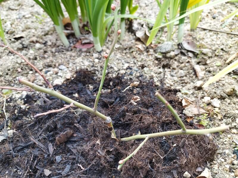 庭土に直接挿し木したブルーベリーの枝。3ヶ月目で、ぷくっと丸い花芽が4つ付いている様子