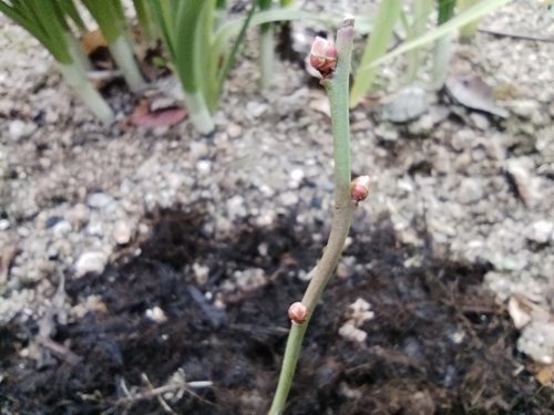 庭土に挿し木したブルーベリーの枝。3ヶ月目で、丸くふくらんだ花芽が3つ付いている様子