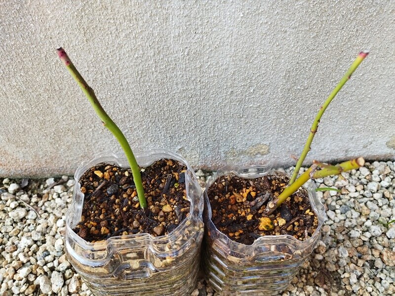 ペットボトルに挿し木したブルーベリーの枝。大きな変化はないが、枝は青く、節の部分が少し赤くなり始めている様子