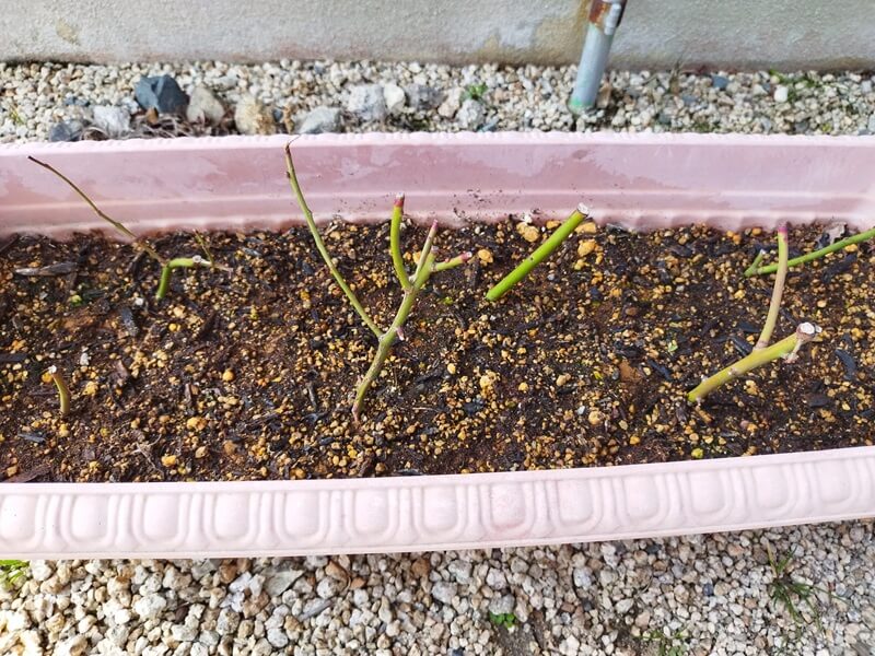 プランターに挿し木した6本のブルーベリーの枝。3ヶ月経過しているが、大きな変化はなく枝は青いままの状態