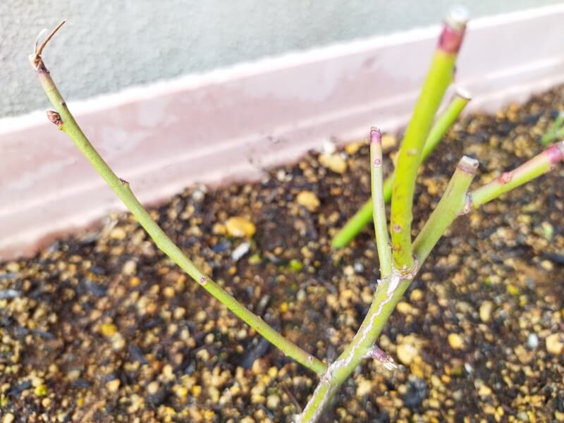 プランターに挿し木したブルーベリーの枝のアップ写真。丸い花芽が1つ付き、節から赤い芽のような新芽が出始めている