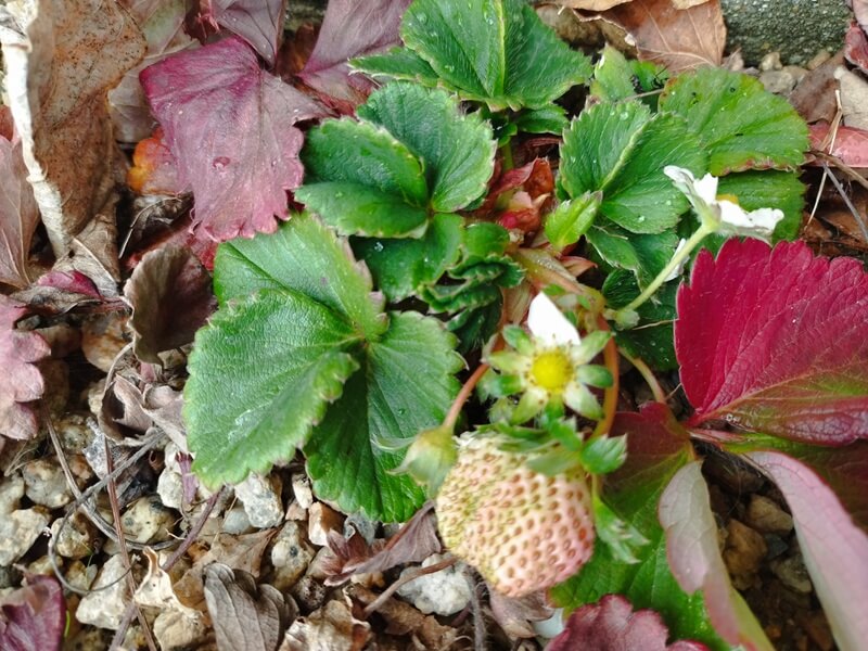 プランターそばの2年目の地植えいちご。周囲の葉は紅葉しているが中心は青々と元気で、約2.5cmの実と小さな実2つ、花1つがついている様子