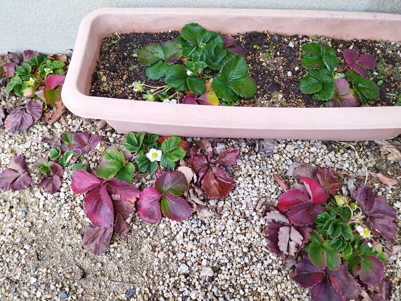 プランターに植え替えたいちご2株と、その周囲に広がる地植えいちご4株。葉は赤紫に紅葉しつつ、中心部分は青々として花と実をつけている様子