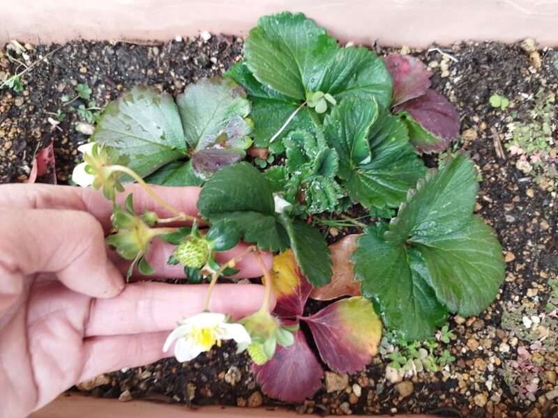 プランターに植えたいちごの株のアップ。1株に約1cmの実が3つと、白い花が2つ咲いている様子。手を添えて見やすくしている