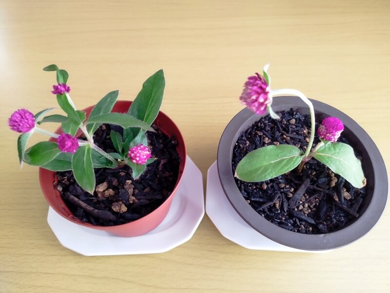 4カ月前に鉢植えにした千日紅と、水挿し期間が長く1か月前に植え替えした千日紅の鉢を並べた比較写真。左側は濃いピンクの花が複数咲き、右側は一つの茎だけ長く伸びて花が咲いている