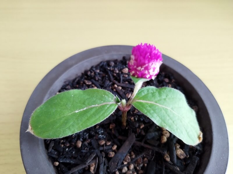 千日紅の大きな花を切り戻し、残った葉2枚と6ミリほどの小さな脇芽が見えるアップ写真