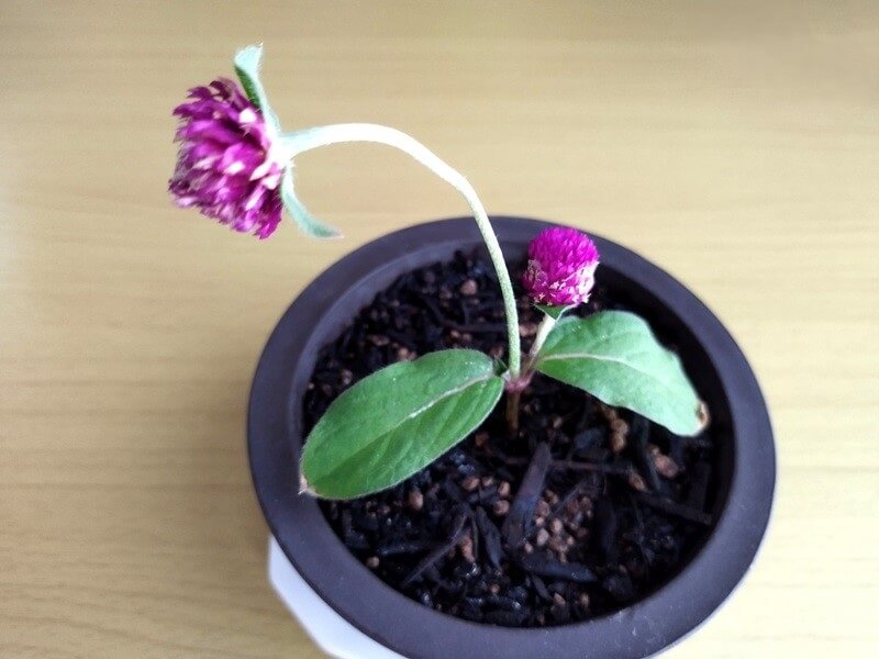 長期間水挿し後に鉢植えした、濃いピンクの千日紅。一本の花茎が長く伸び、他の部分の成長が止まっている様子