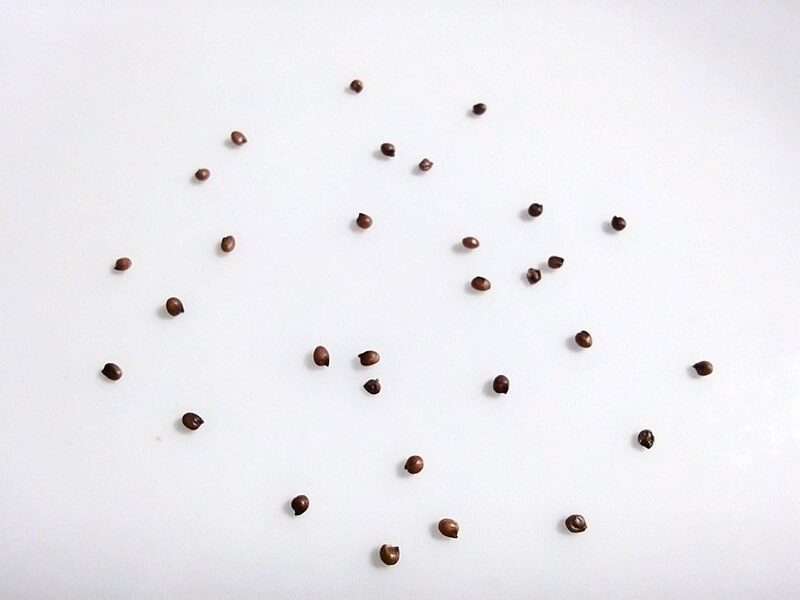 1.5mmほどの非常に小さな茶色の千日紅の種30個を取り出して、広げた様子