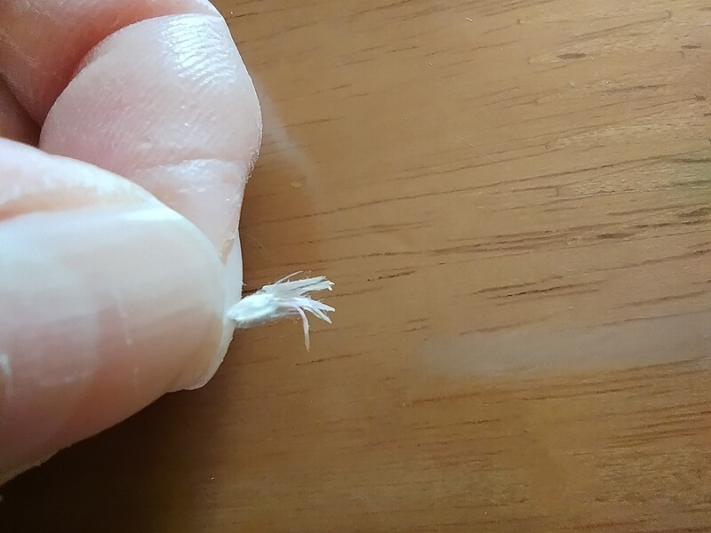 周りの綿を取り除き、しずく型の殻の先端を少しバラバラにほぐして水が入りやすく処理された千日紅の種