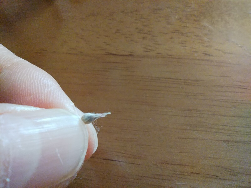 指先で小さな千日紅の種の綿を取り除き、中から硬い種を押し出そうとしている手元のアップ写真