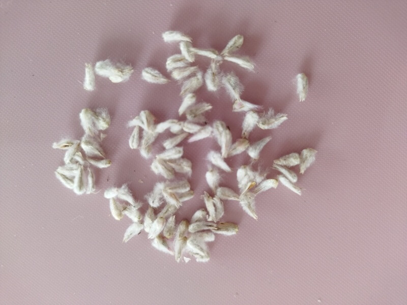 白い綿毛の塊に包まれた千日紅の種が、たくさん集められて広がっている様子