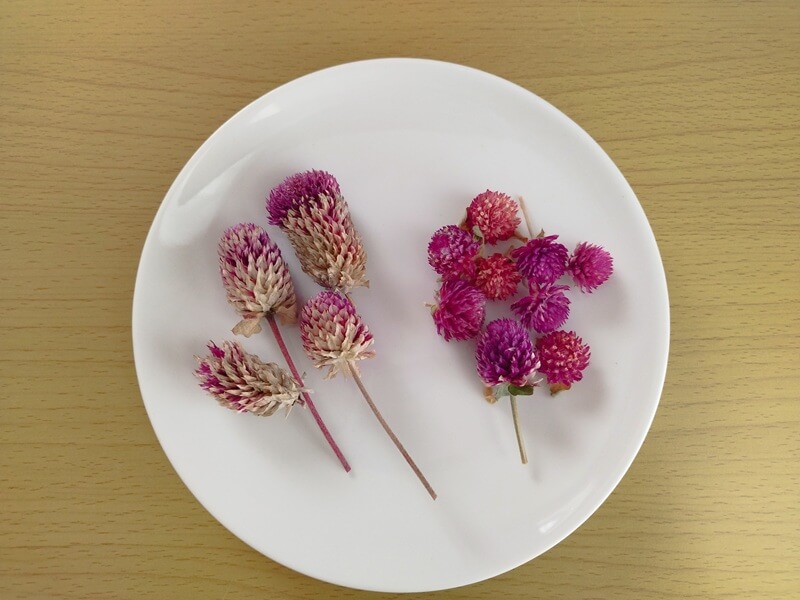 お皿の上に並んだ千日紅。左には白く伸びた完熟花、右には形が丸く色が鮮やかな乾燥花が置かれ、種が入っているかどうかの違いを比較している