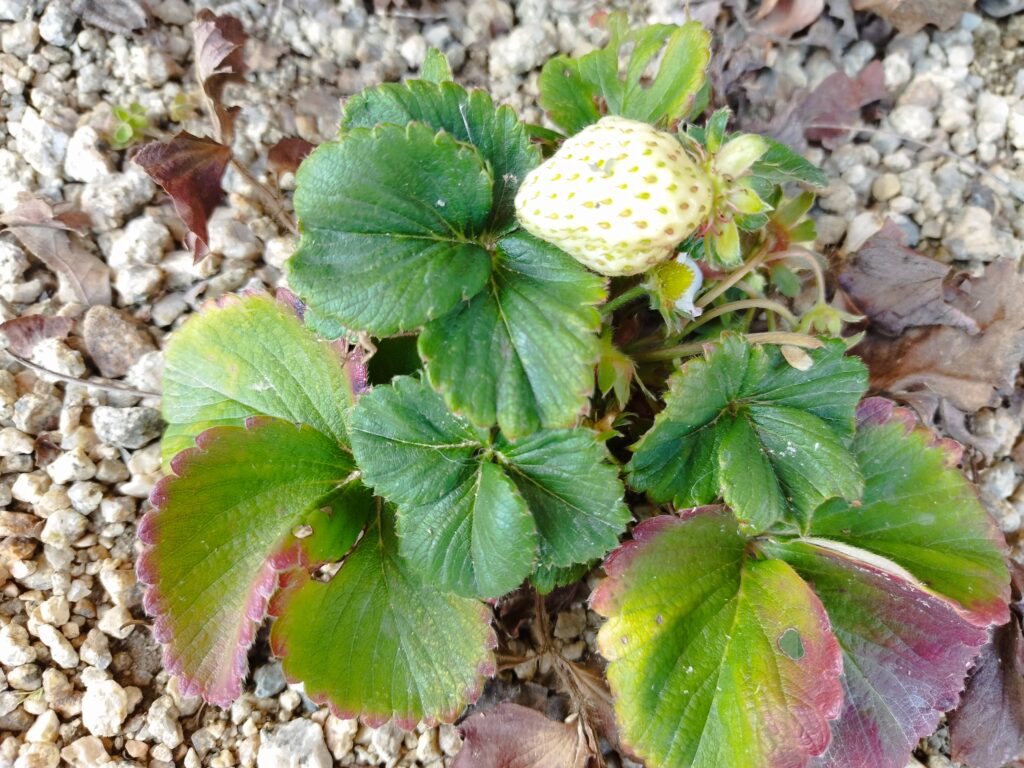 プランターで育ついちごの株。花が咲いて、まだ赤くなる前の大きな実が付いている
