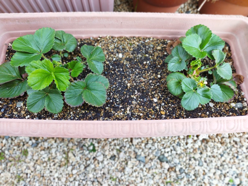 プランター栽培4ヶ月目のいちご。葉が増えて花が咲き始めた２つの株