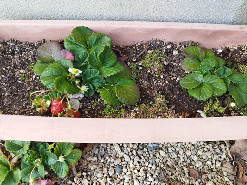 プランターと地植えで育てているいちご。春になり花が咲き、赤い実も付き始めました。