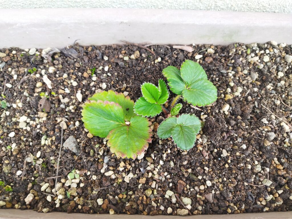 ランナーから育てた3ヶ月目のいちご苗。冬でゆっくり成長している株の様子