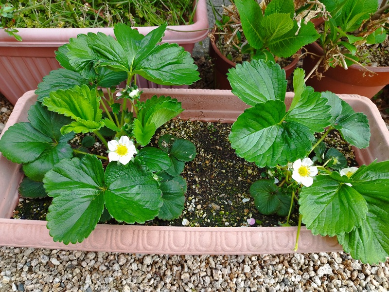 プランターで育てたいちごの株が追肥後2週間で大きくなり、葉が茂り花芽が増えている様子