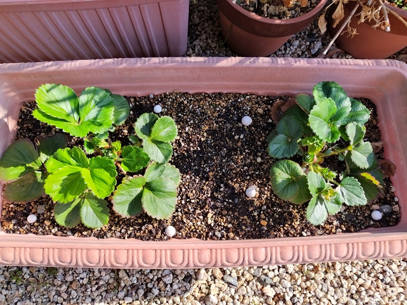 プランターで育てているいちごに、株元から少し離して固形肥料を置いて追肥している様子