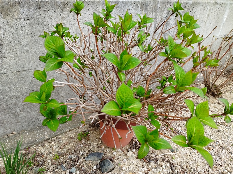 冬越しを終え、枝から鮮やかな緑色の新しい葉がたくさん出てきた鉢植えの紫陽花