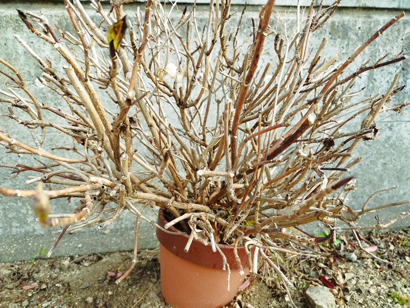 冬に葉が完全に落ちて、茶色の枝だけが残った鉢植えの紫陽花の状態