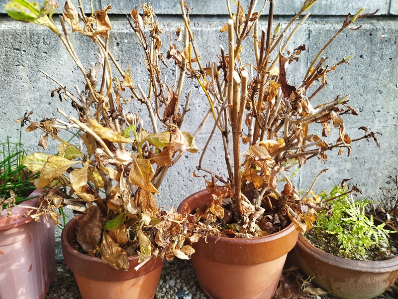 冬の寒さで葉が茶色く枯れたように見える、二つ並んだ鉢植えの紫陽花