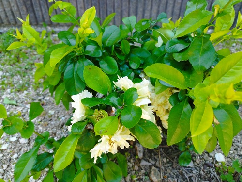 庭に咲いたボケ（白寿）の花。春になり葉も伸びて元気な様子