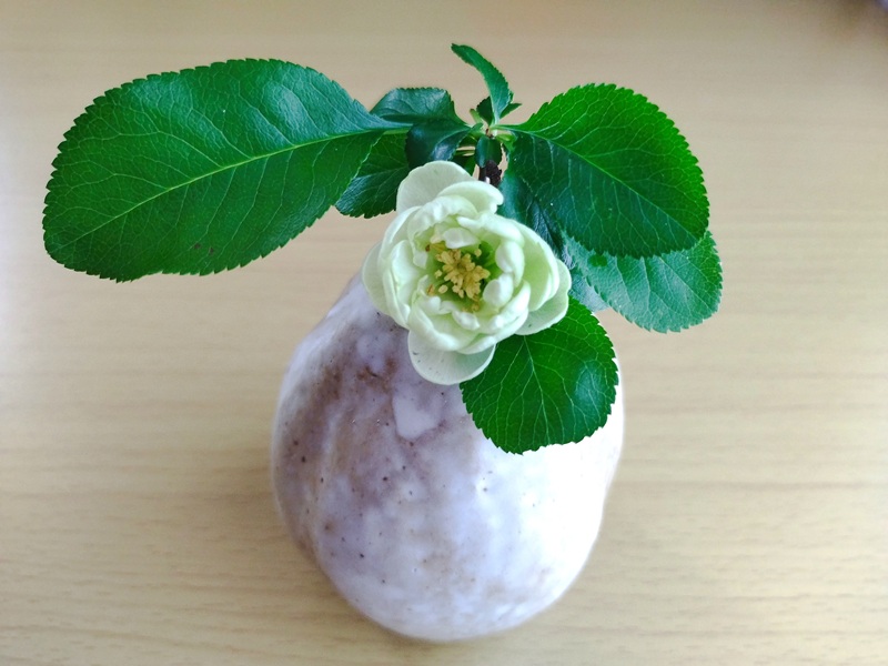 一輪挿しに生けたボケ（白寿）。大きな花が開きかけている