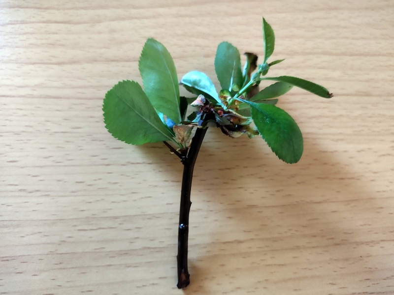 葉が伸びて回復したボケの枝をテーブルに置いた様子