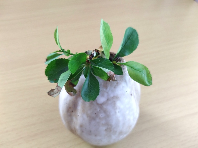 花が落ちて弱っていたボケの枝から、新しい葉が伸びてきた様子