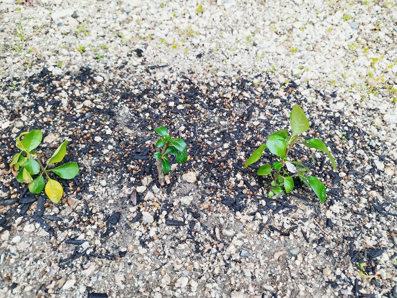 ボケの挿し木3日目。日差しでしおれかけた葉が日陰をつくると回復した様子
