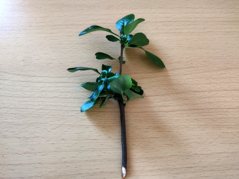 葉を多く残したままのボケの挿し木用の枝