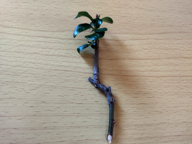 上の葉だけ残してカットしたボケの挿し木用の枝