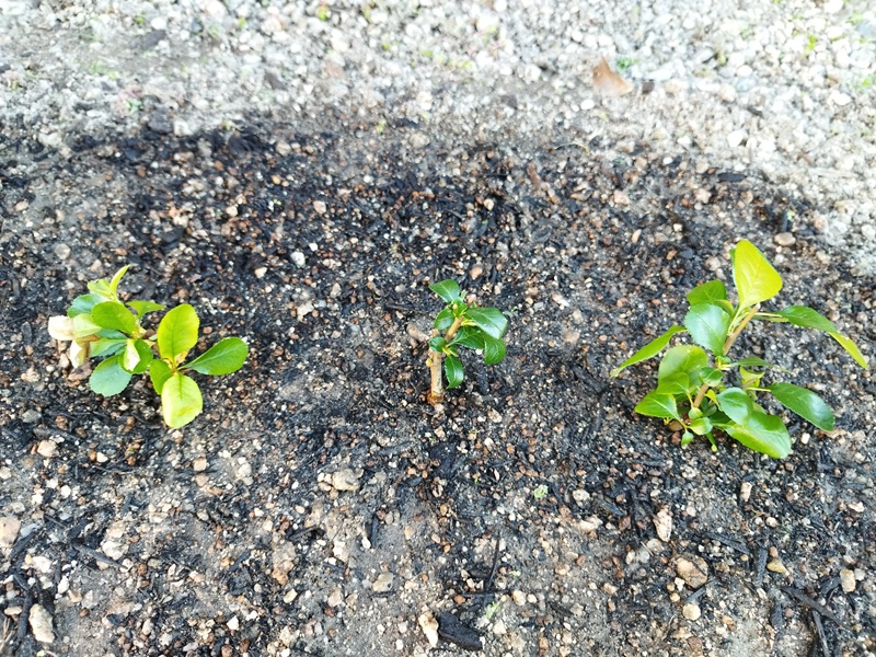 3パターンで挿し木したボケの枝（左：水挿し枝／中央：葉少なめ／右：葉あり）