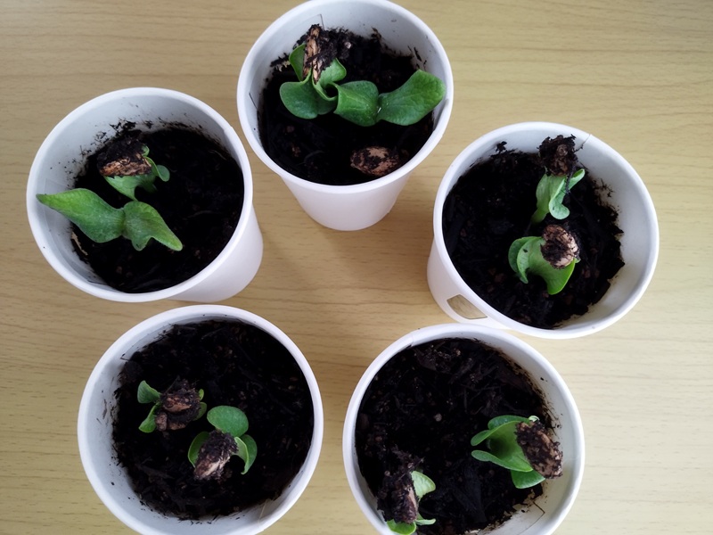 かぼちゃの種まきから8日目、双葉が開き始めた様子