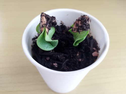 殻をかぶったまま発芽したかぼちゃの芽、双葉が開く直前の様子