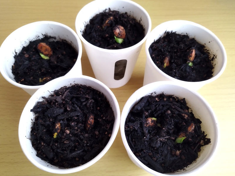 かぼちゃの発芽 、種が割れて芽が出てきた状態