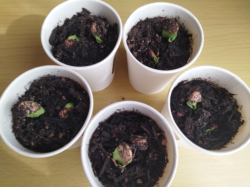 かぼちゃの種まきから7日目、 全部発芽した状態