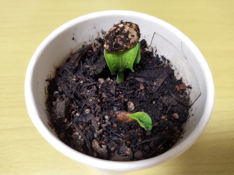 かぼちゃの種の殻をかぶったまま、双葉が開きかけている様子