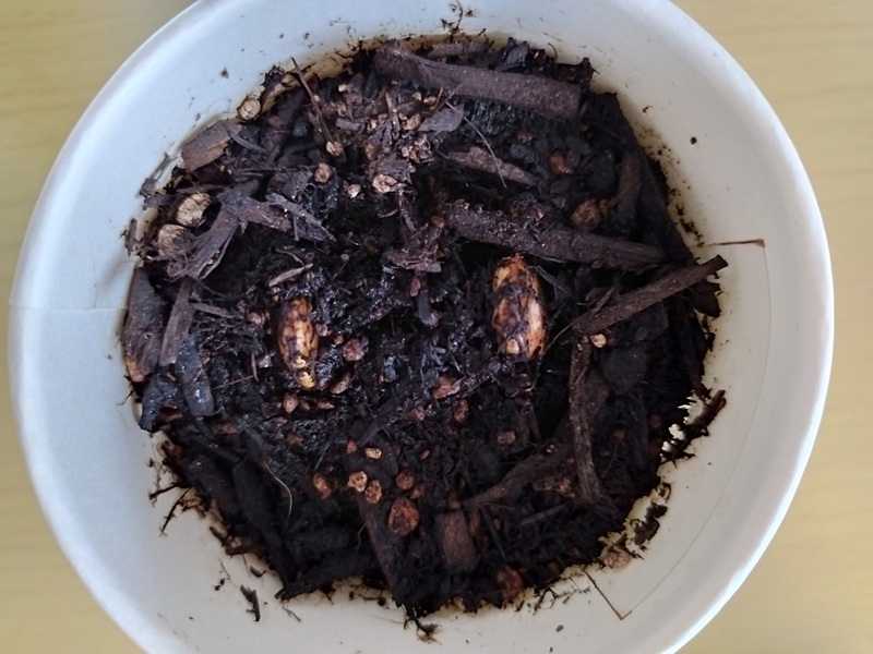 土の表面に浮き上がってきたかぼちゃの種（発芽直前）