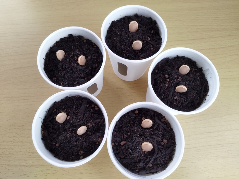 紙コップにかぼちゃの種まき、種の尖った方を下にして植える様子