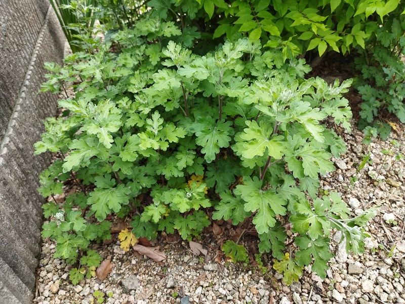 切り落としした根元から、4月に30cm近くまで成長した菊の新芽の様子