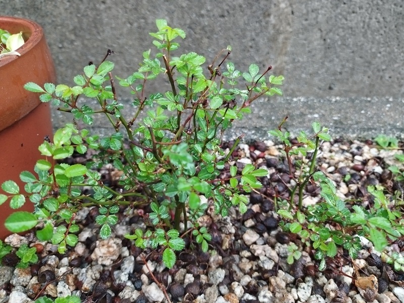 冬に葉が落ちていたマイクロミニバラが、春に新芽を出して青々と成長している様子