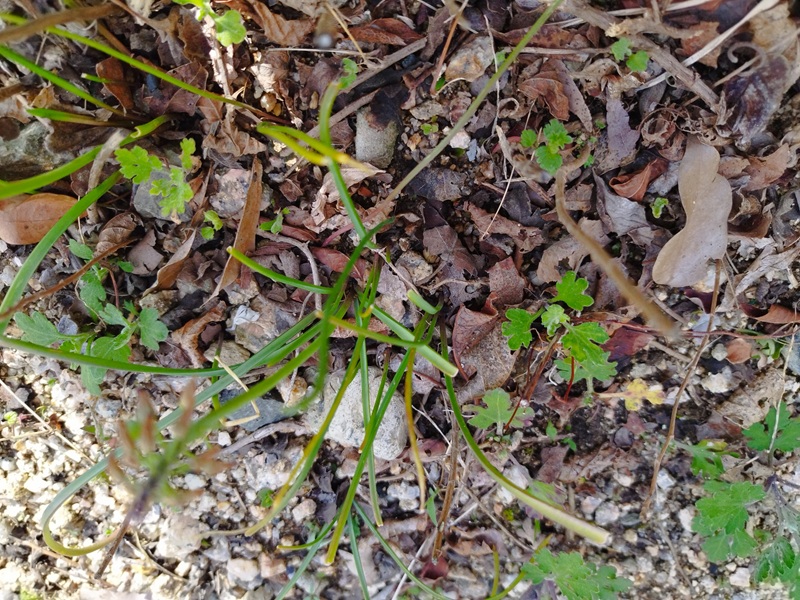 菊の株元5ヶ所からムスカリの葉が出てきている。菊の芽がまだ小さく、傷つけそうで取り除くのが難しい状態