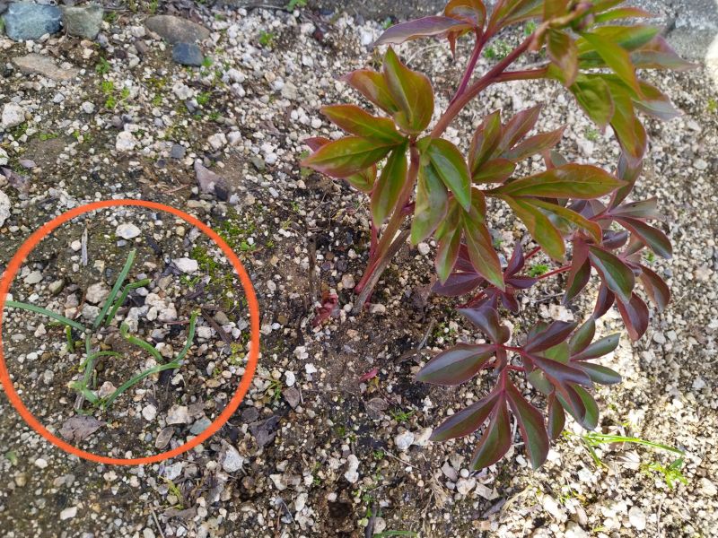 芍薬の根元近くに生えたムスカリ、分かりやすいようにオレンジの丸で示した写真