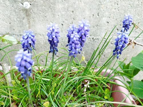 プランターいっぱいに広がったムスカリ。葉もよく伸びて、春らしい花がきれいに咲いた様子