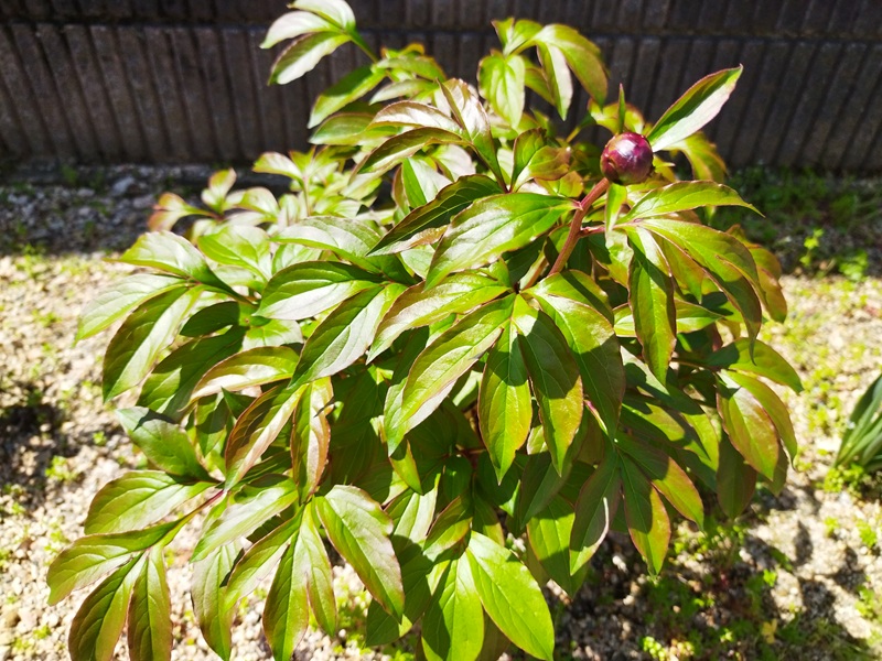 5年目で初めて赤い蕾が付いた芍薬、大きく成長した株と開きかけの蕾の様子