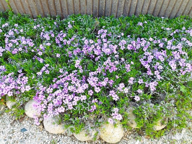 目土から約3ヶ月後の芝桜。浮いていた茎が見えなくなり、株が密に広がって花が咲いている様子